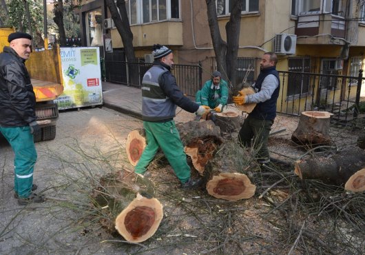 İzmit Belediyesinden gövdesi çürüyen ağaca müdahale